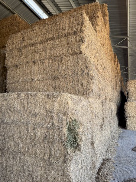 24' Season Vetch Hay