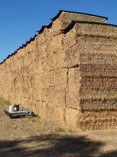 110mt Clover Hay 650kg 8x4x3 Bales