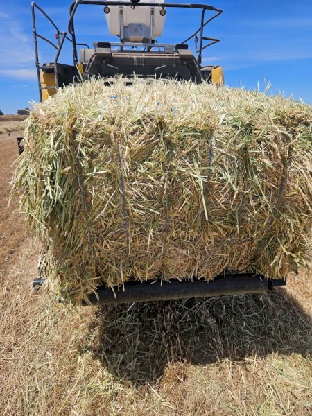 50 mt Barley Hay