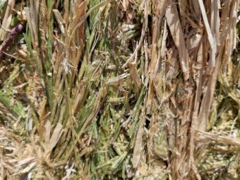 50 mt Barley Hay