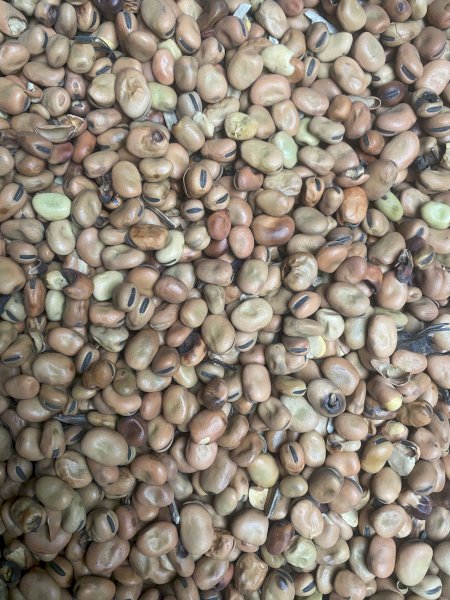 250mt Feed Faba Beans