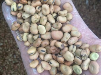250mt Feed Faba Beans