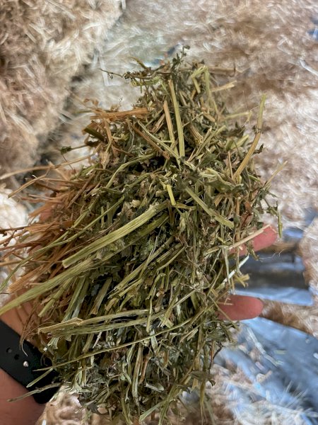 2024 Season Vetch Hay