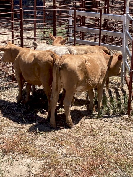 4 Charolais x Hereford heifers