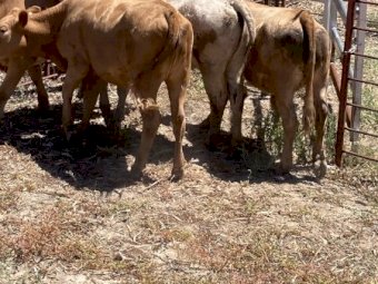 4 Charolais x Hereford heifers