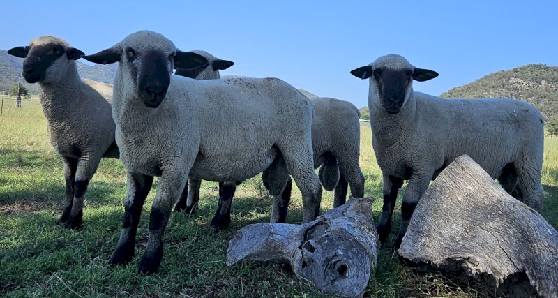 Hampshire Down Rams