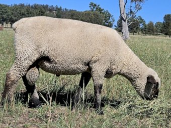Hampshire Down Rams
