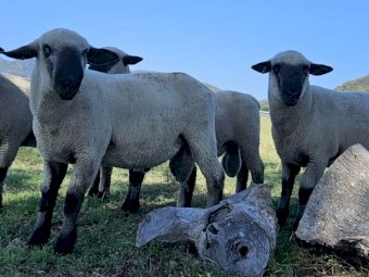 Hampshire Down Rams