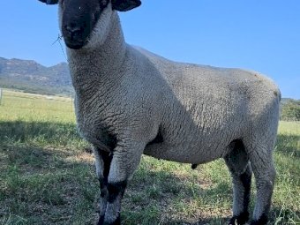 Hampshire Down Rams
