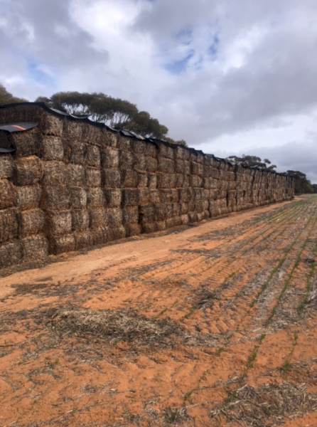 200mt Vetch Hay 620kg 8x4x3 Bales