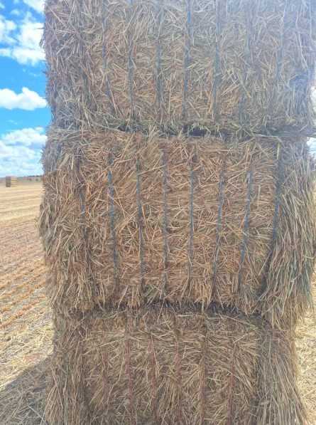 200mt Barley Hay 650kg 8x4x3 Bales