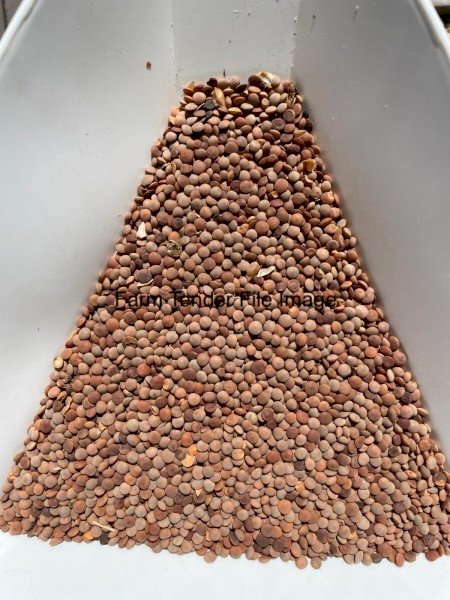 35mt Defective Kelpie Lentils