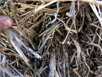 30mt Pasture Hay 500kg 8x4x3 Bales