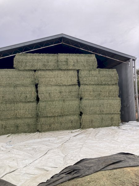 120 mt Lucerne 8x4x3 Bales Shedded