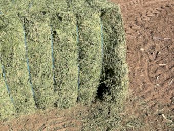 120 mt Lucerne 8x4x3 Bales Shedded