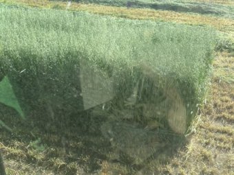 70 mt Oaten Hay
