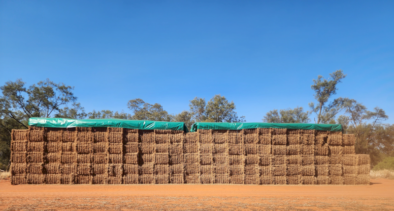 1500mt Vetch Hay 630kg 8x4x3 Bales