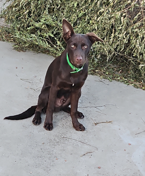 Red Kelpie Pup