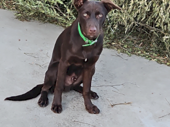Red Kelpie Pup