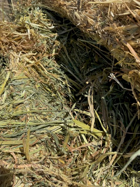 2024 Season Oaten Hay