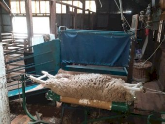 Harrington Sheep Handler