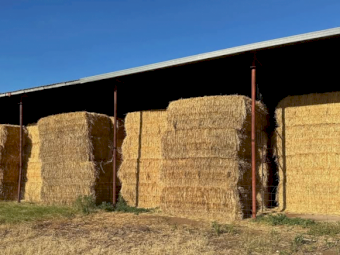 300mt Wheaten Hay 600kg 8x4x3 Bales