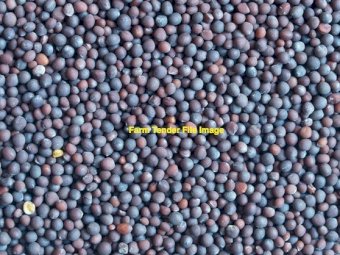 25mt Morava Vetch Seed