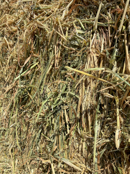 250mt Barley Hay 8x4x3 Bales