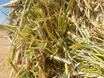 A1 Wheaten Hay