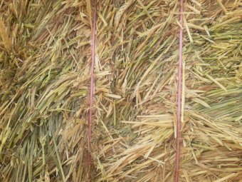 A1 Wheaten Hay