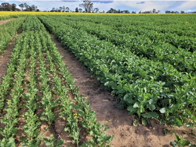 Green Urea ex Geelong