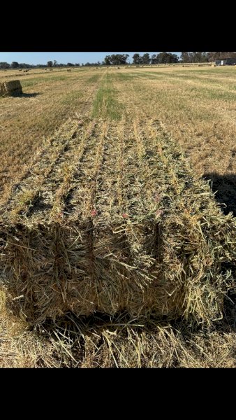 200mt Barley Hay 550kg 8x4x3 Bales