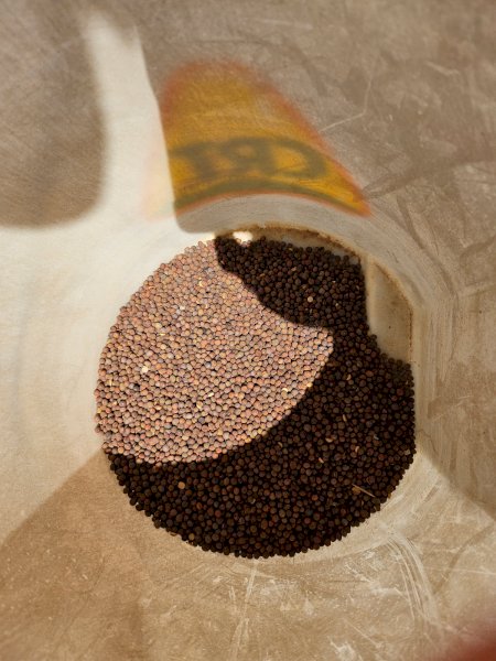 40mt Vetch Seed (Very early maturing)