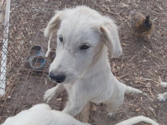 Maremma Pups x 3