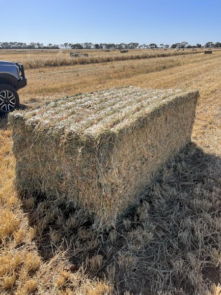 200mt Barley Ryegrass Hay 700kg 8x4x3 Bales