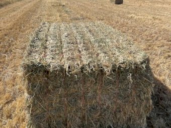 200mt Barley Ryegrass Hay 700kg 8x4x3 Bales