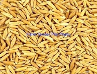 12MT Yallara Oats