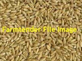 WANTED Triticale Seed
