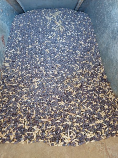 30 mt Vetch /Barley Mix