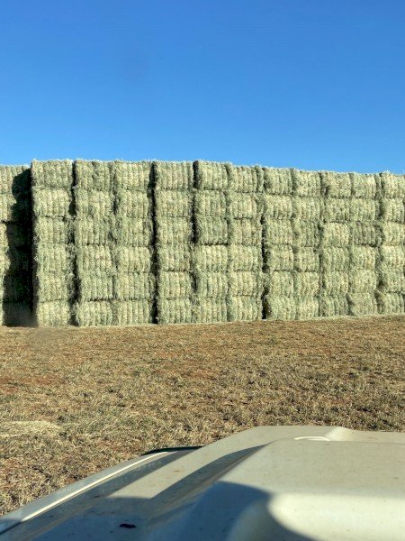2026 RHODES GRASS HAY - irrigated & fertilised