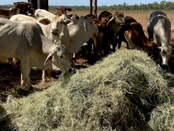 2026 RHODES GRASS HAY - irrigated & fertilised