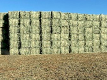 2026 RHODES GRASS HAY - irrigated & fertilised
