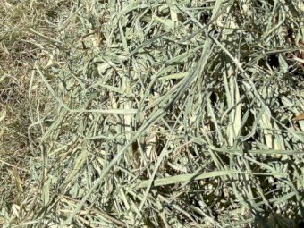 2026 RHODES GRASS HAY - irrigated & fertilised