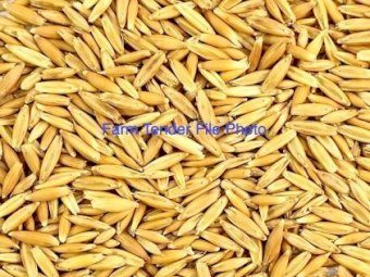 100 mt Yarran Oats