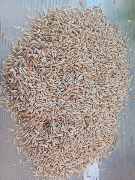 Feed Oats