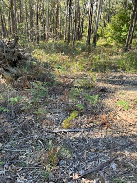 40 Acres of bushland with 1 Dam