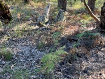 40 Acres of bushland with 1 Dam