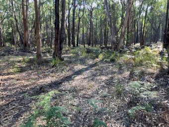 40 Acres of bushland with 1 Dam