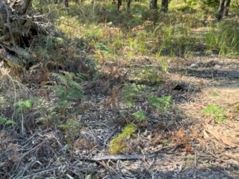 40 Acres of bushland with 1 Dam