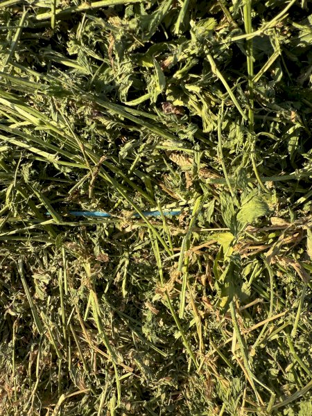 Lucerne Hay Baron Packs of 21 Horse Quality